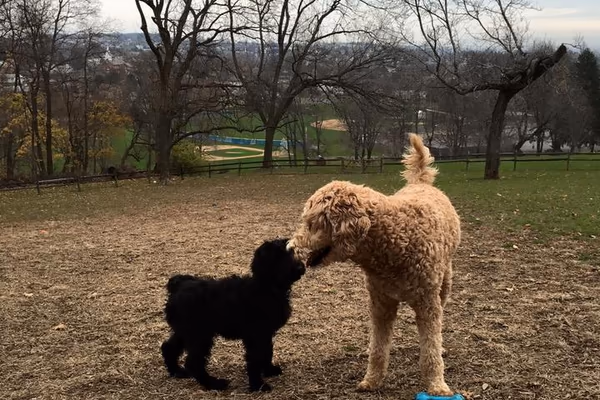 Dog Park at Newburg Park photo 1